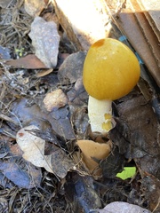 Bolbitius titubans