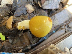 Bolbitius titubans