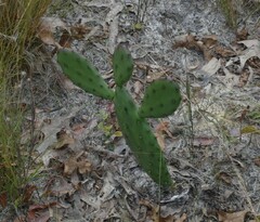 Opuntia austrina