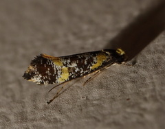 Monopis chrysogramma