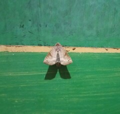 Noctuidae
