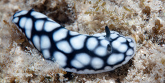 Phyllidiella