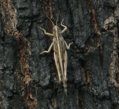 Schistocerca americana