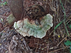 Trametes maxima