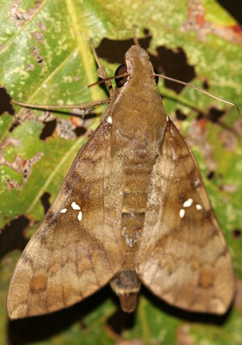 Nephele peneus