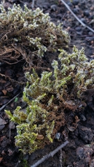 Racomitrium canescens