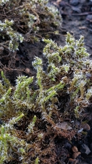 Racomitrium canescens