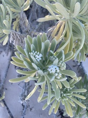 Tournefortia gnaphalodes