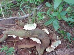 Trametes maxima