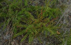 Vaccinium myrsinites