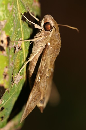 Nephele peneus
