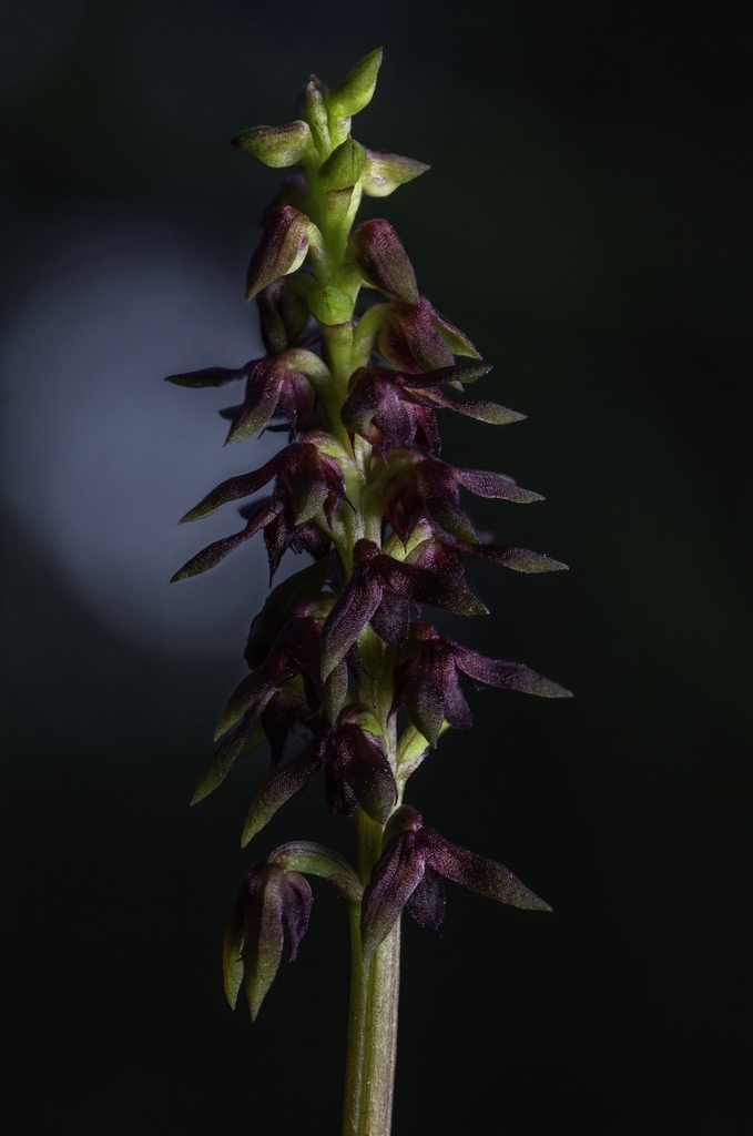 Genoplesium ruppii