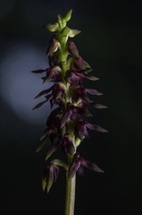 Genoplesium ruppii