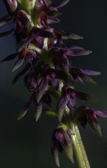 Genoplesium ruppii