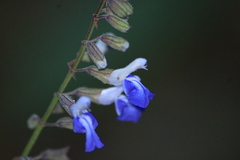 Salvia plurispicata
