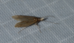 Dichomeris punctipennella