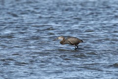 Egretta garzetta dimorpha