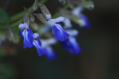 Salvia plurispicata