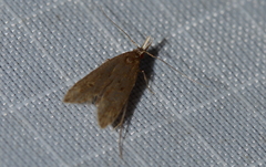 Dichomeris punctipennella