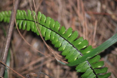 Asplenium monanthes