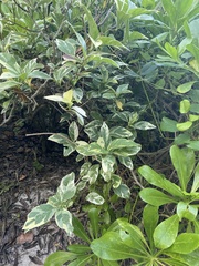 Graptophyllum pictum