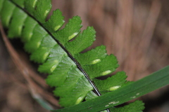 Asplenium monanthes