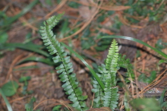 Asplenium monanthes