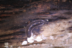 Platydesmus