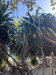 Pandanus tectorius