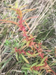 Ludwigia polycarpa