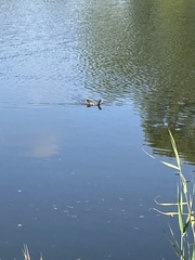 Gallinula tenebrosa tenebrosa
