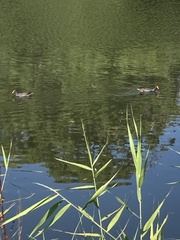 Gallinula tenebrosa tenebrosa