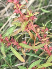 Ludwigia polycarpa