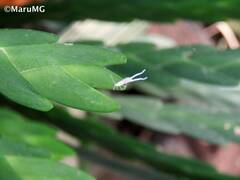Lockhartia oerstedii