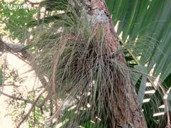 Tillandsia juncea