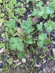 Sanicula crassicaulis