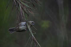 Sporophila nigricollis