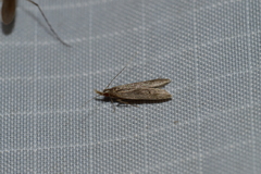 Dichomeris punctipennella