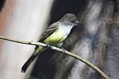 Myiarchus tyrannulus