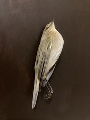 Phylloscopus collybita collybita