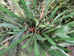 Lockhartia oerstedii