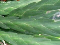 Lockhartia oerstedii