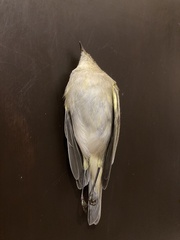 Phylloscopus collybita collybita