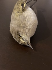 Phylloscopus collybita collybita