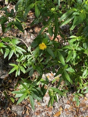 Turnera ulmifolia
