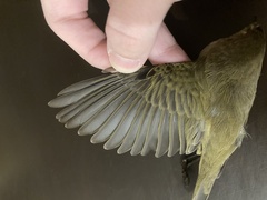 Phylloscopus collybita collybita