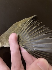 Phylloscopus collybita collybita