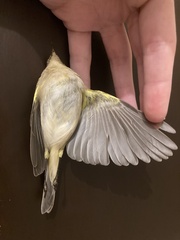 Phylloscopus collybita collybita