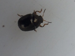 Ditropidus compactus