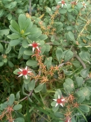 Sedum oxypetalum